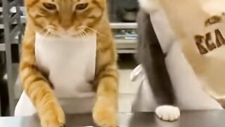 Hoje o jantar é chique: comida japonesa pros gatinhos mais estilosos do feed ????????✨ #Gatinhos #ComidaJaponesa #VidaBoa”