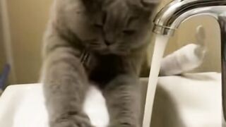 “Tomaram banho, ficaram cheirosos… e 5 minutos depois já estavam na briga ???????????? #VidaDeGato #BanhoEDrama #Gatinhos”