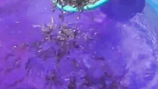 Berapa JUMLAH TEBAR bibit lele❗Sekali nonton PEMULA pasti FAHAM