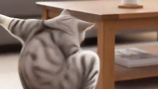 When Your Cat Hits the Gym & the Dance Floor! ???????? #GymCat #FunnyPets" ​Description: