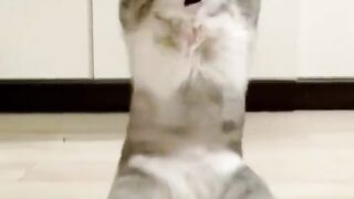 Your Cat Finds Your Pre-Workout ???????? #DancingCat #Meme