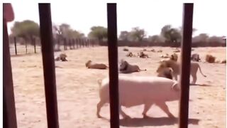 Lion are Muslims????????????