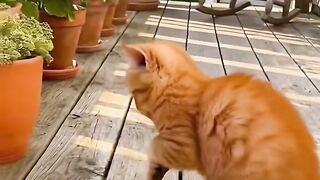 Cat dance india
