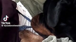 Naughty Dog Want to Take Off Her Trouser