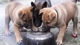 Three dog laughing