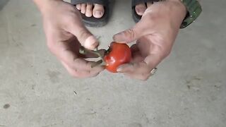 Container Tomato Growing for Fresh Harvests All Year Round