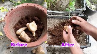 Ginger Grow at Kitchen Garden - Adarak Ko Ghar Pr Grow Kaise Karyen l Easy Steps _ Complete Guide.mp4