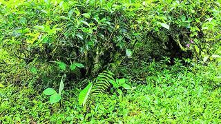 Pemandangan gunung