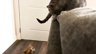 Cat fish