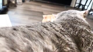 Pitimews