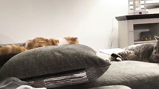 He wont feel it