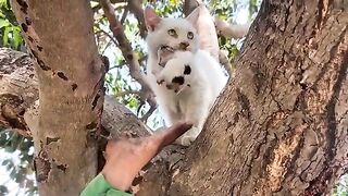 The moment she realized she was safe: wathching a rescued cat open her heart to kindness