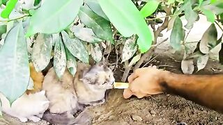 A Grieving Mama Cat Protects Her Remaining Babies with Endless Love