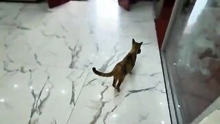 This mother cat wants me to take responsibility for her kittens and give them shelter