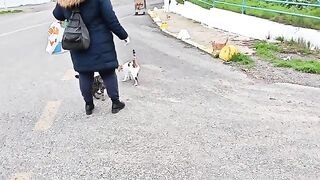 Surrounded by an Army of Hungry Cats in Freezing Cold!