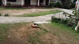 Two Cute Cats! Chill One vs Playful Troublemaker ????????