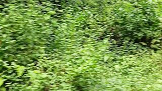 Hutan Sumatra yang rimbun #viral