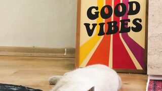 animal de estimaçã