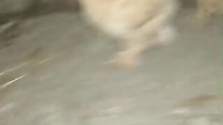 Chicken for