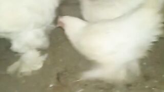 White two