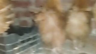 Brown chicken