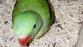 Parrot green