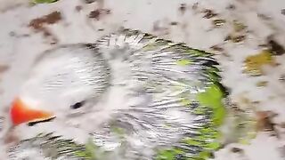 The green parrot