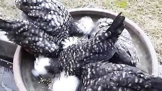 These chicken