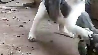 Pertarungan Sejati Kucing VS Komodo