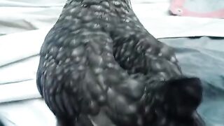 Bird standing