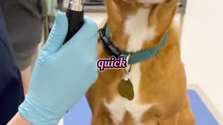 Funny Dog at the Vet ???? This Wasn’t in the Plan