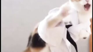 Karate Cat's Epic Training! You Won't Believe These Moves!