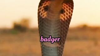 Honey Badger vs Cobra – Incredible Wildlife Moment Caught on Camera