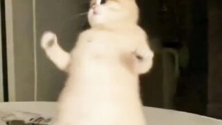 Vibing Kitty: The Ultimate Mood Booster! ????????