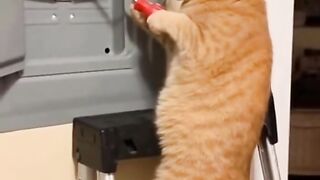 Cat mechanic