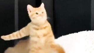Dance funny cat