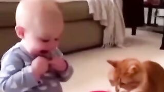 Funny orange cats _humor