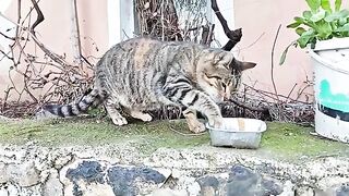 Feeding 40+ Hungry Cats for Only $10!