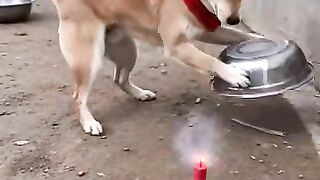 The dog and explosives