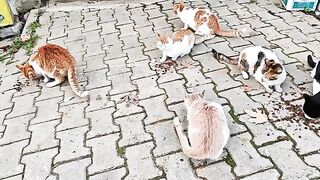 Feeding 20+ Shivering Stray Cats! ???? Helping Abandoned Cats in the Cold