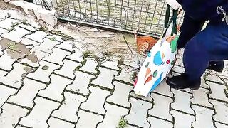 The dramatic story of abandoned street cats