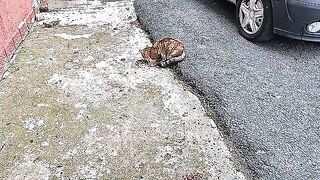 They Were Shivering in the Cold..