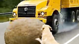 Always listen when Animals communicate.