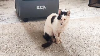 Chilli Pepper ????️ the story so far