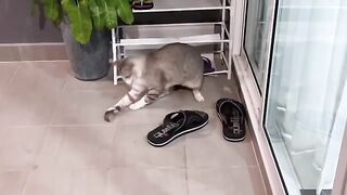 Cat Plays with Dead Mouse