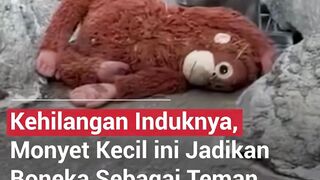 KARENA KEHILANGAN INDUKNYA SEEKOR MONYET KECIL JADIKAN BONEKA SEBAGAI TEMANNYA