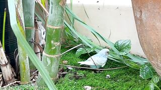 Cats Chase Bird in Slow Motion 2