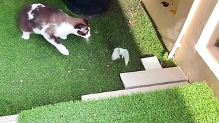 Cats Chase Bird in Slow Motion 1