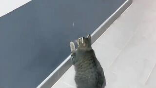 Cat Chases Gecko