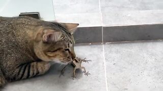 Lizard vs Three Cats (Part 2)